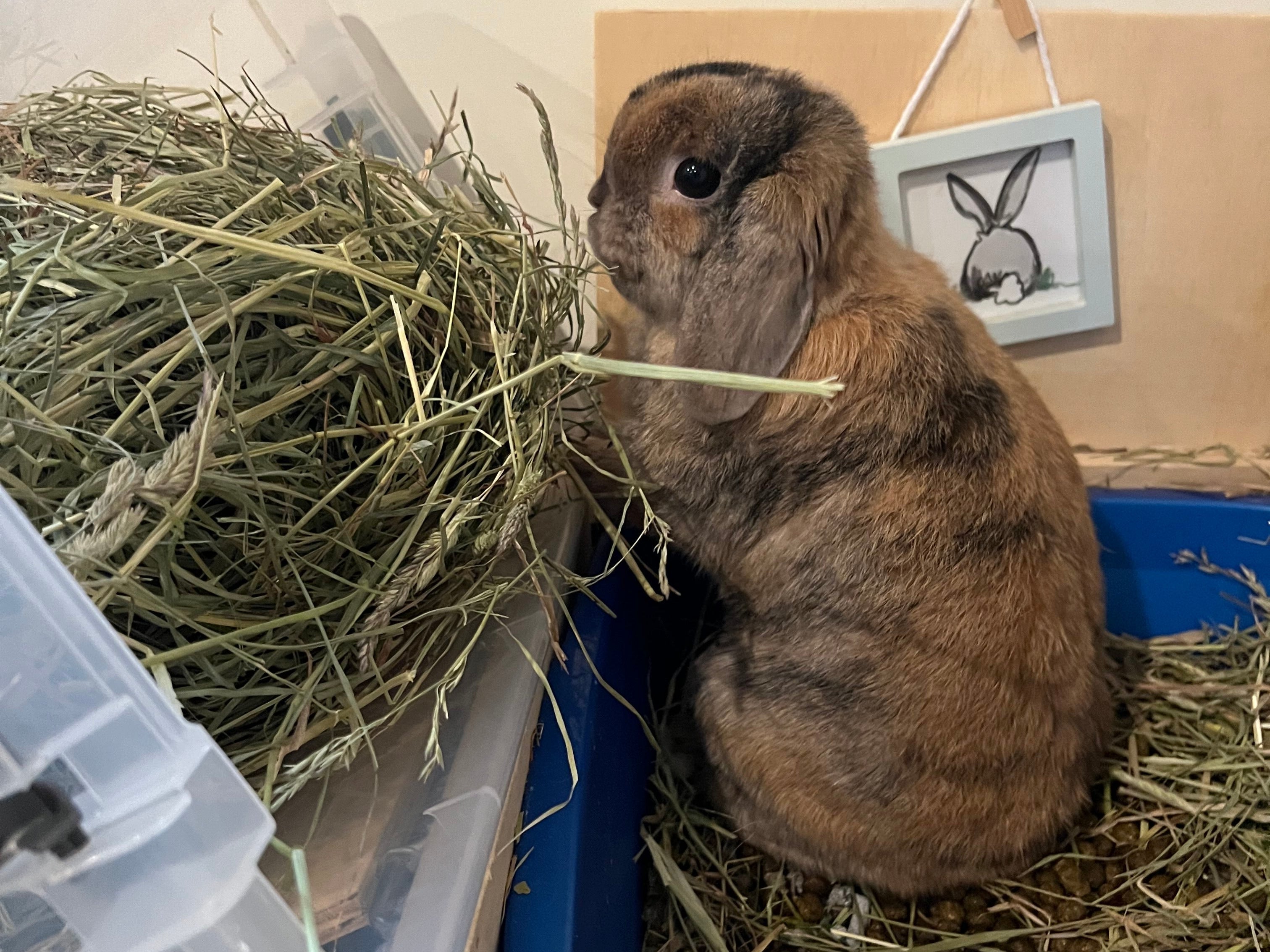 bunny looking at a box full of green hay rabbits diet blog cover photo