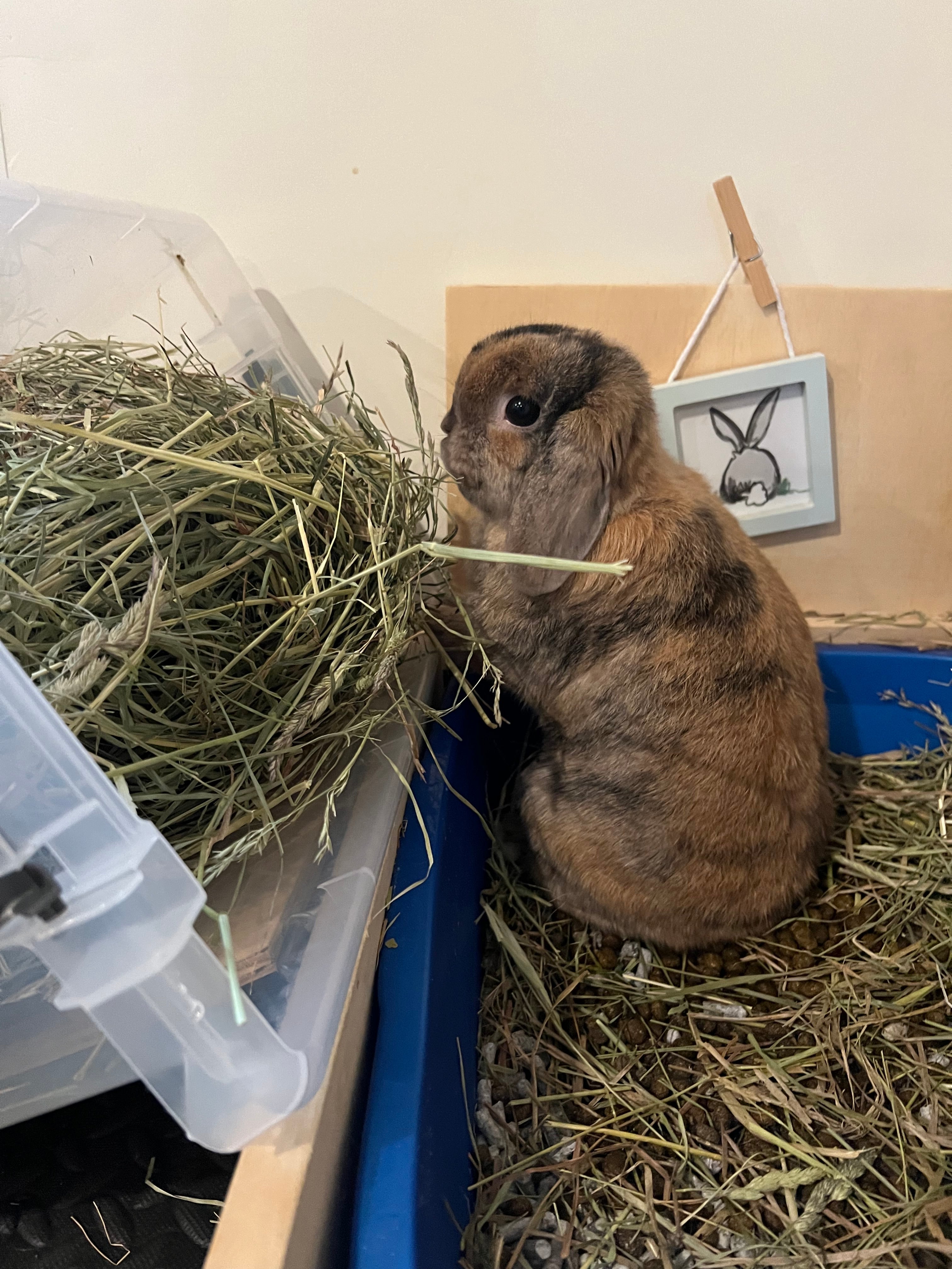 bunny looking at a box full of green hay rabbits diet blog cover photo