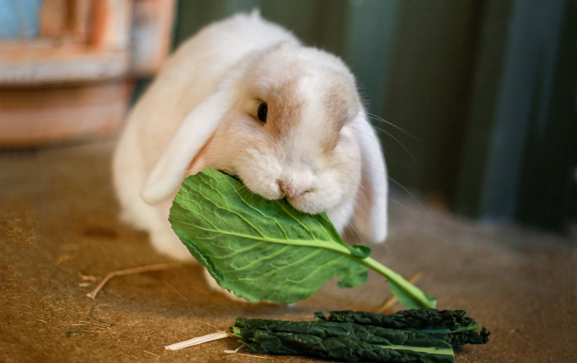 bunny eating vegetable hopping towards health blog