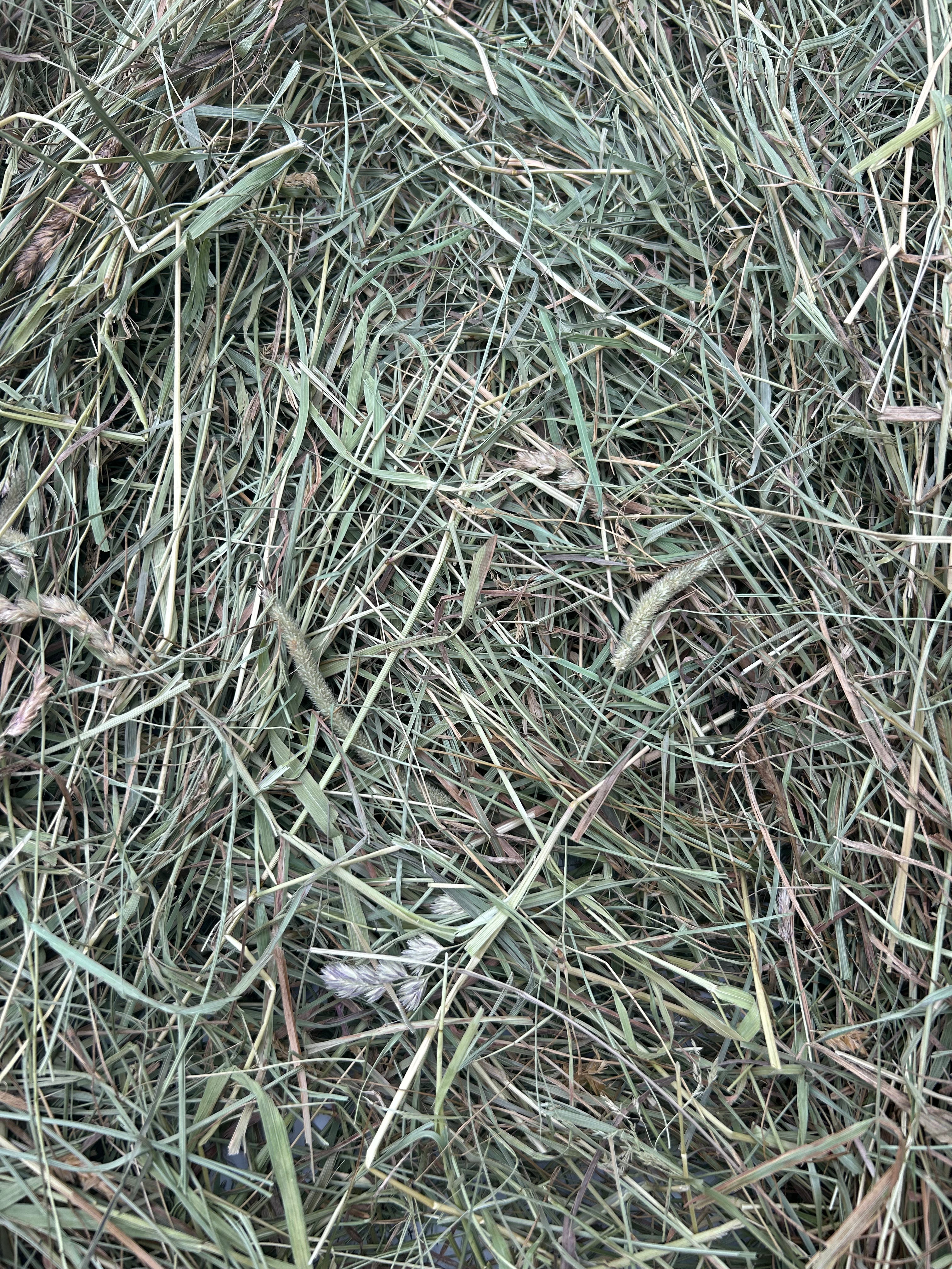 Fresh Look at Fresh Timothy Hay For Rabbits And Guinea Pigs