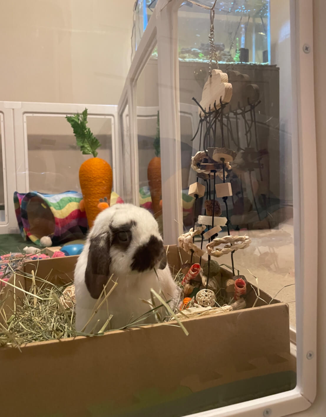 bunny sitting in a box of green hay