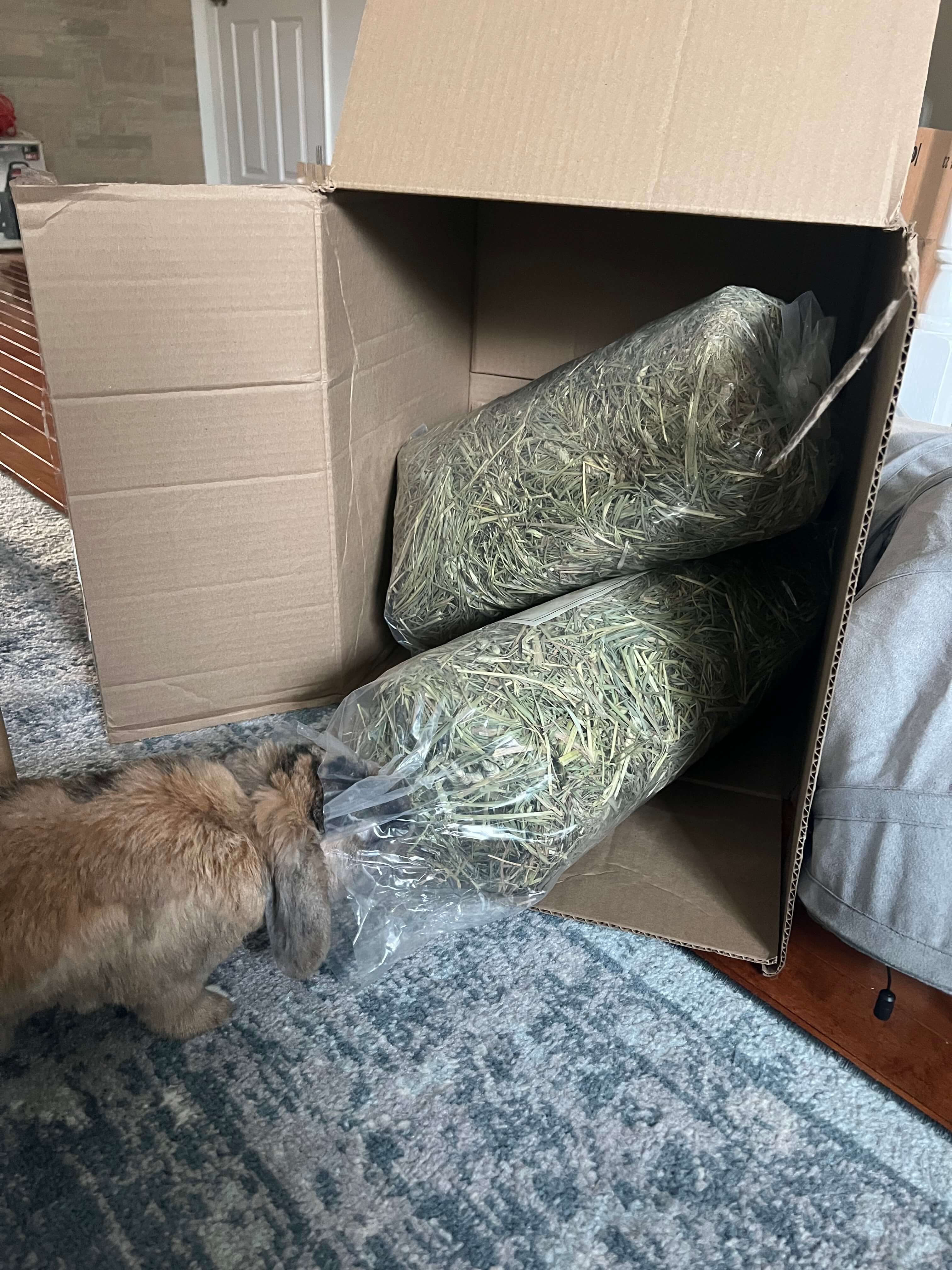 bunny eating inside a bag of timothy and orchard grass hay