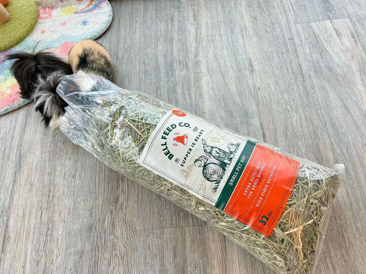 two guinea pigs getting into hay