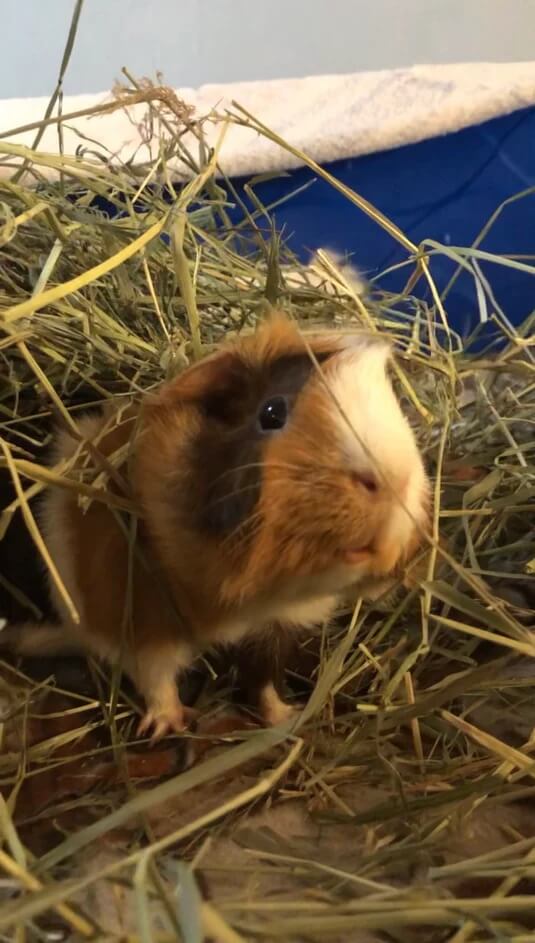 cute guinea pig playing in some bell feed company hay