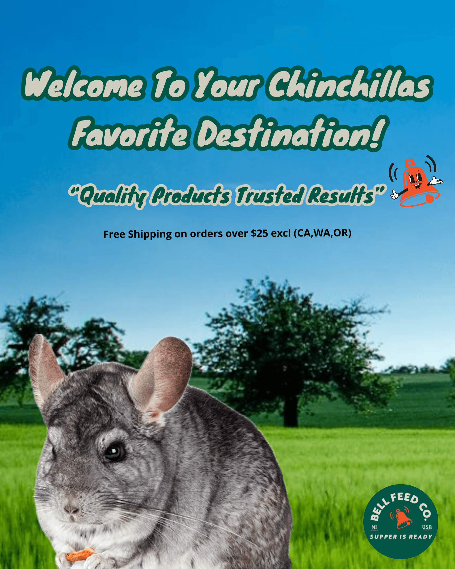 pet chinchilla sitting in front of a green hay field mobile version