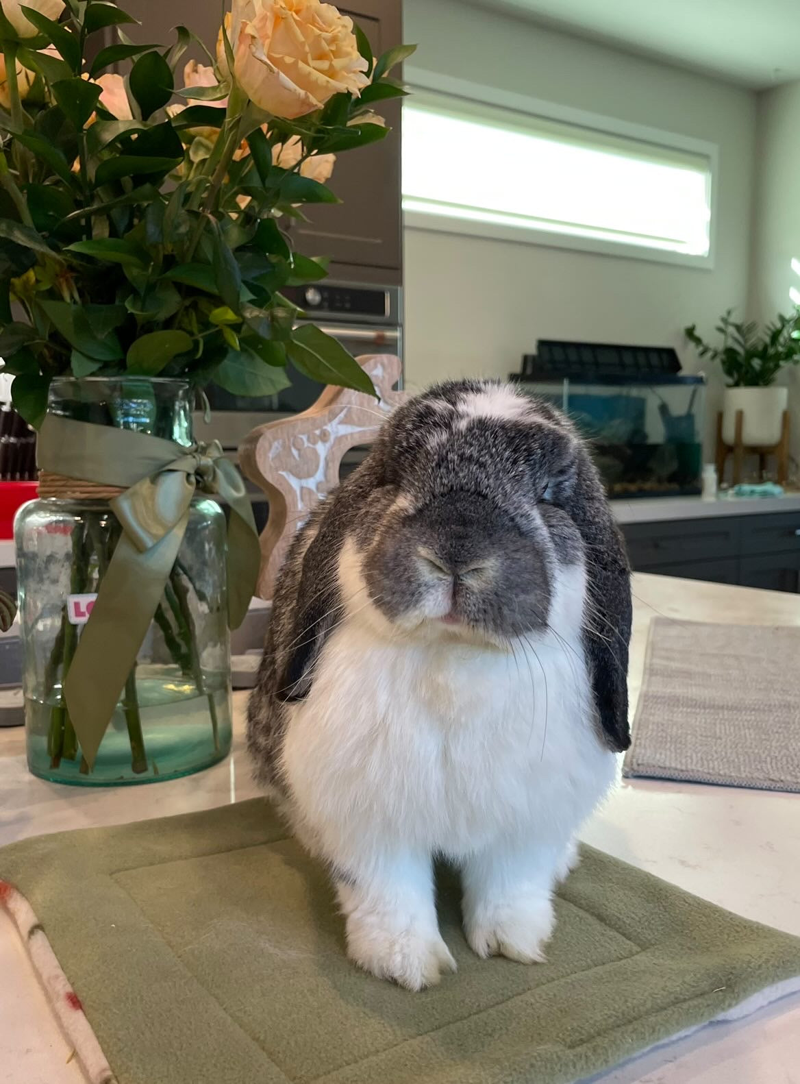 why rabbits make great pets bell feed company blog cover photo