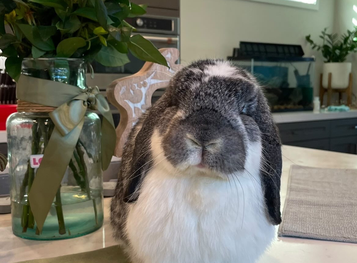 why rabbits make great pets bell feed company blog cover photo