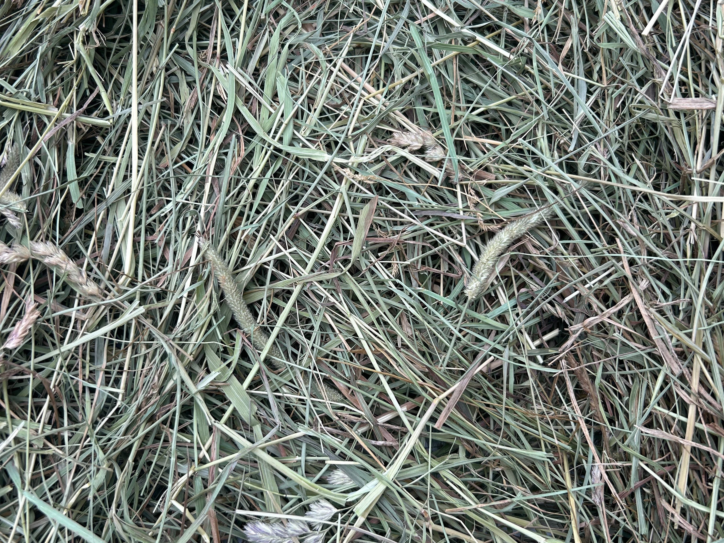 Loose Timothy Hay 