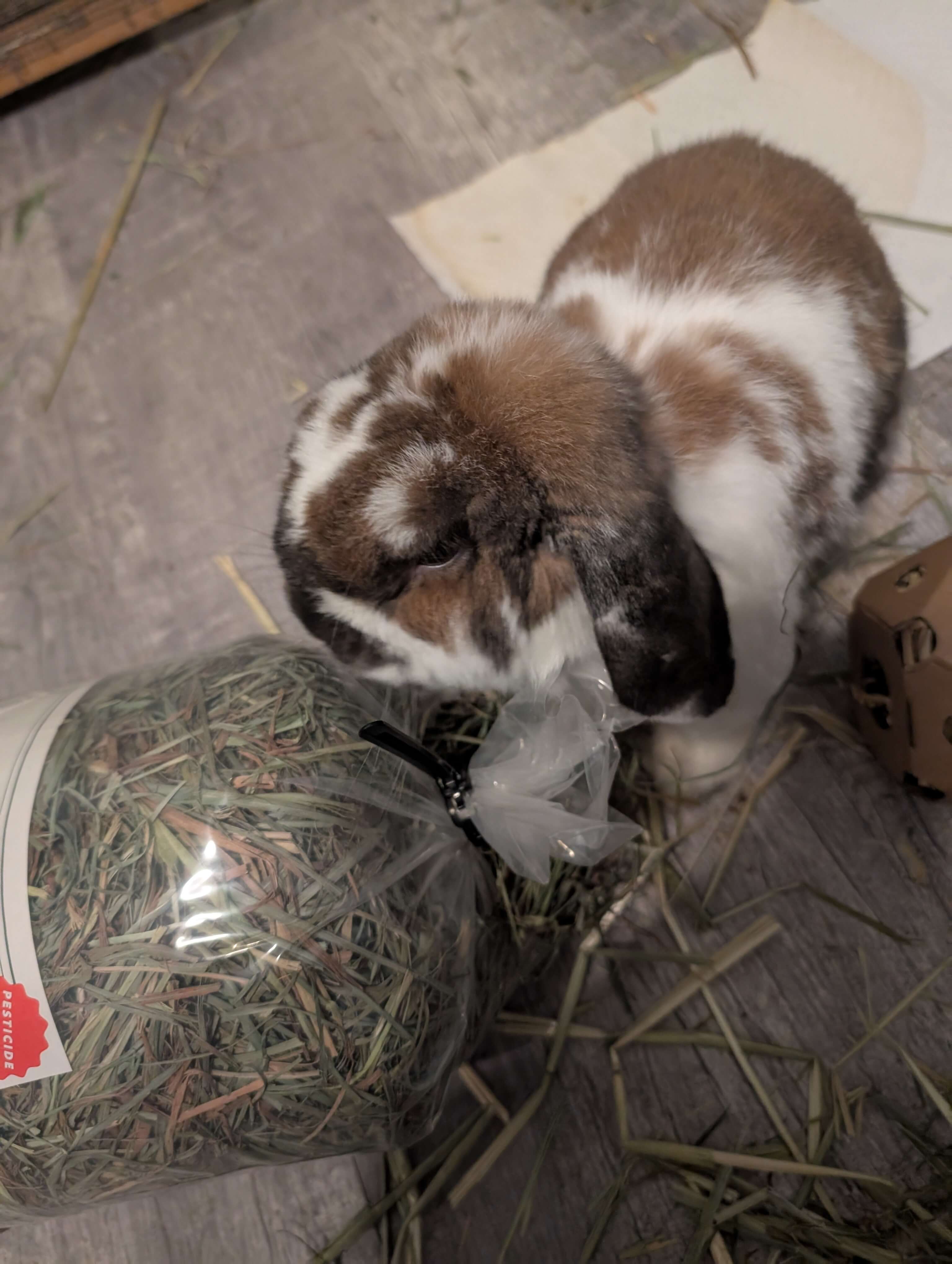 bunny with bag of second cutting hay 