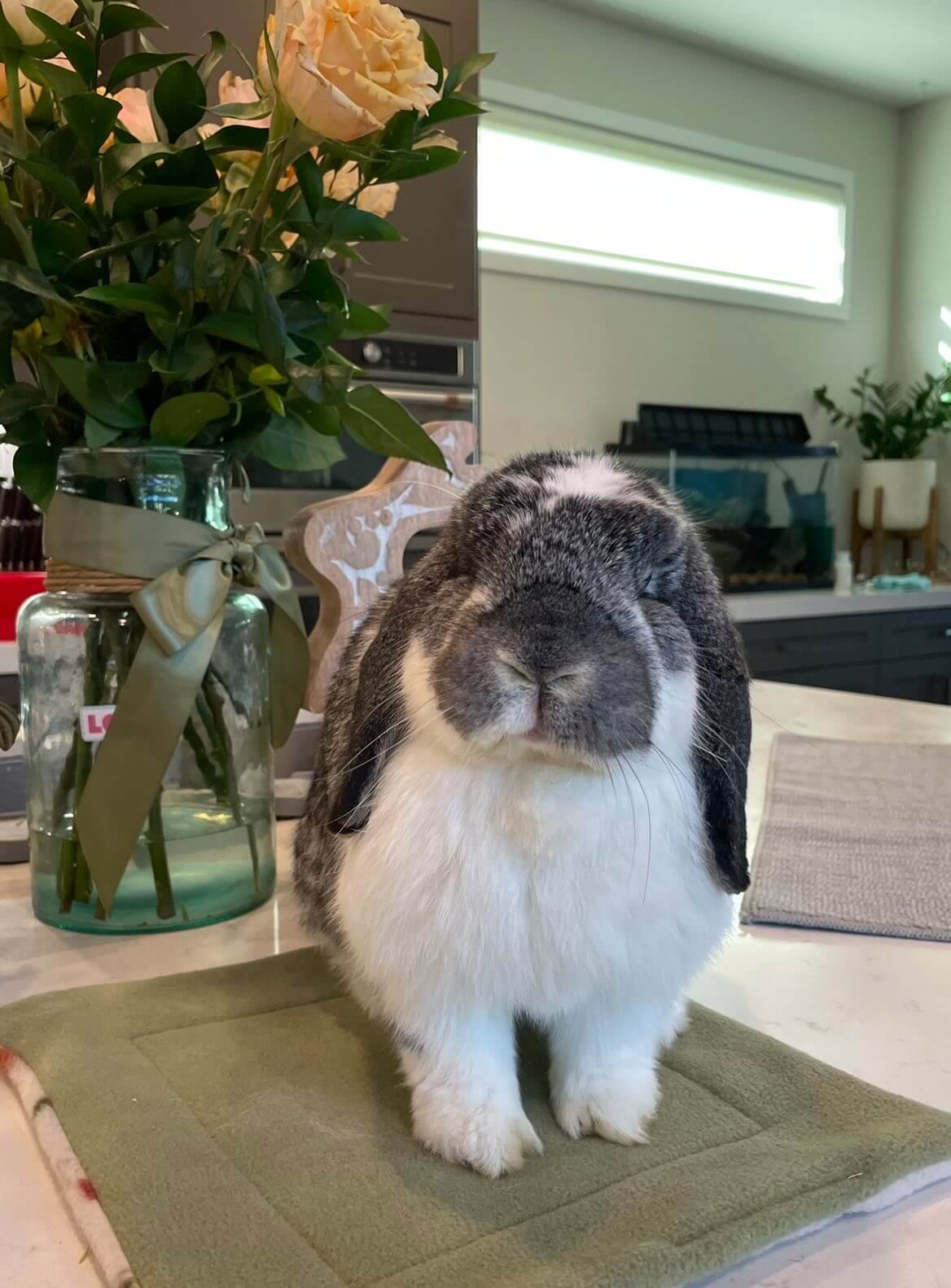 bell feed co grey and white bunny customer posing on a table 