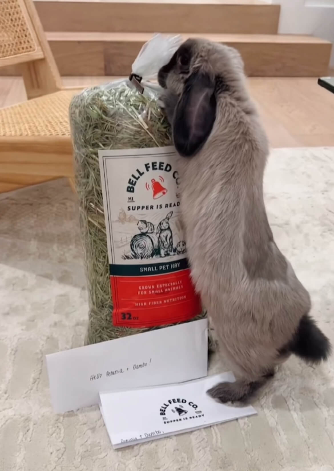 grey and black bunny standing  up on a bag of bell feed hay 