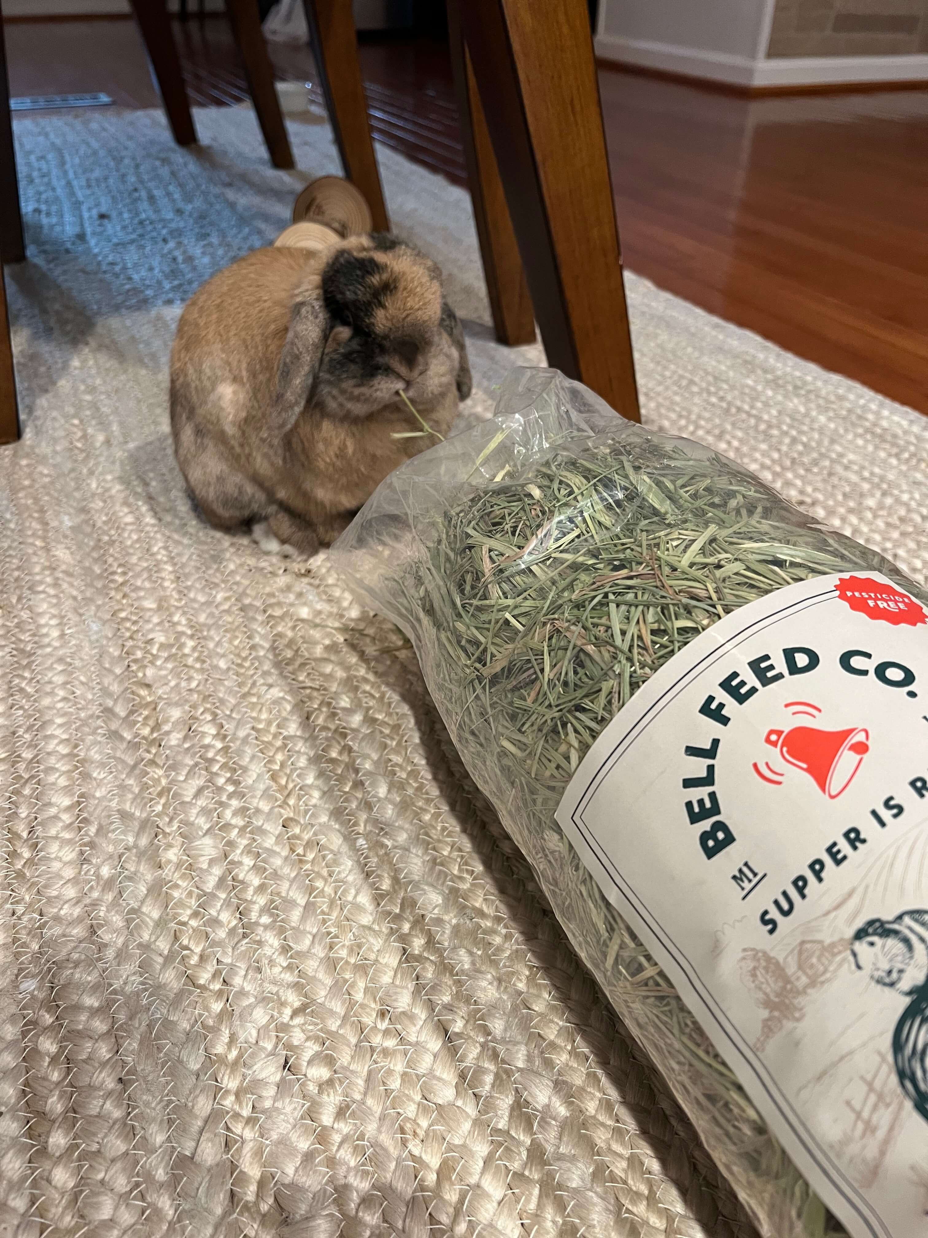 brown rabbit eating hay out of a bag 