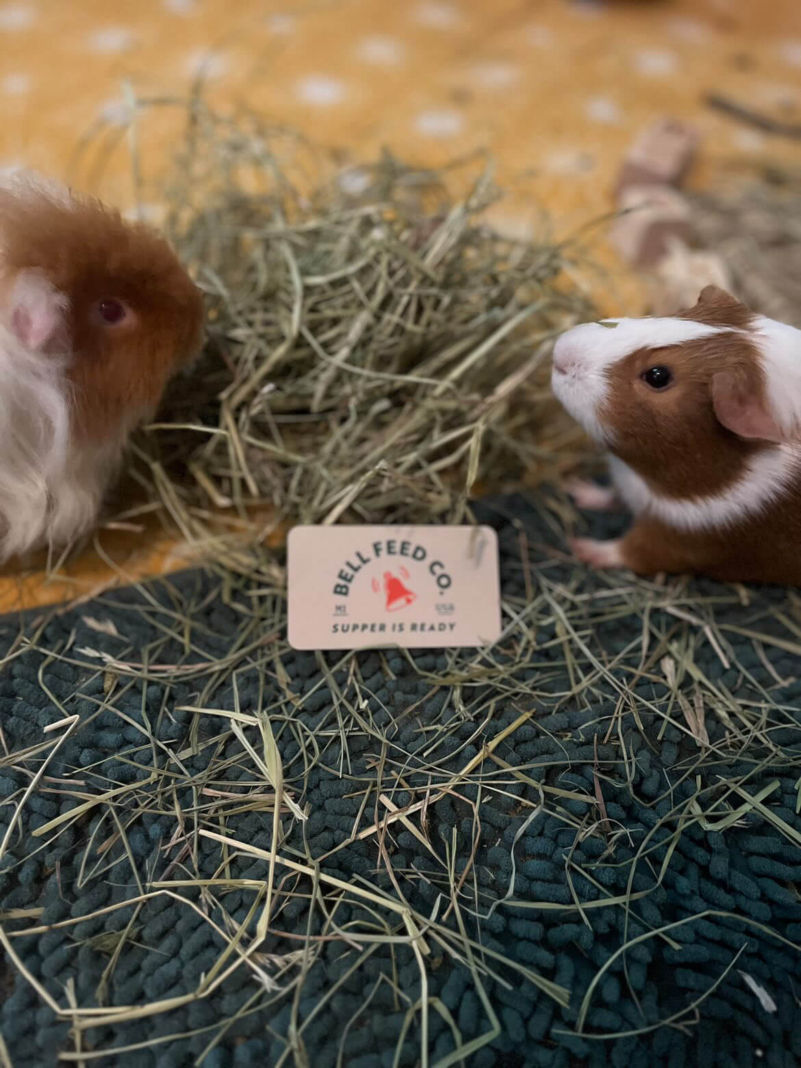 guinea pigs laying in hay together 