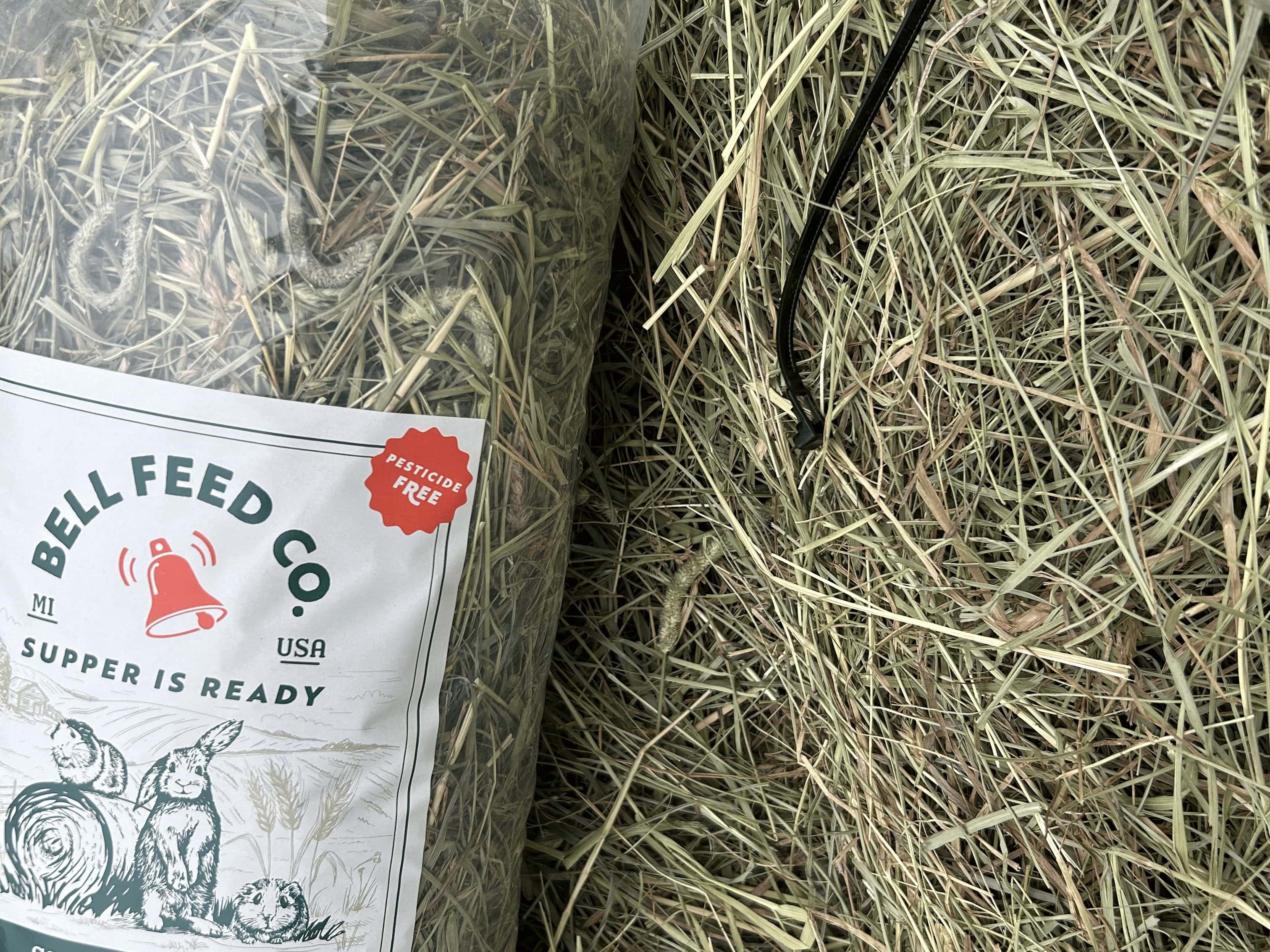 guinea pig hay opened up and coming out 