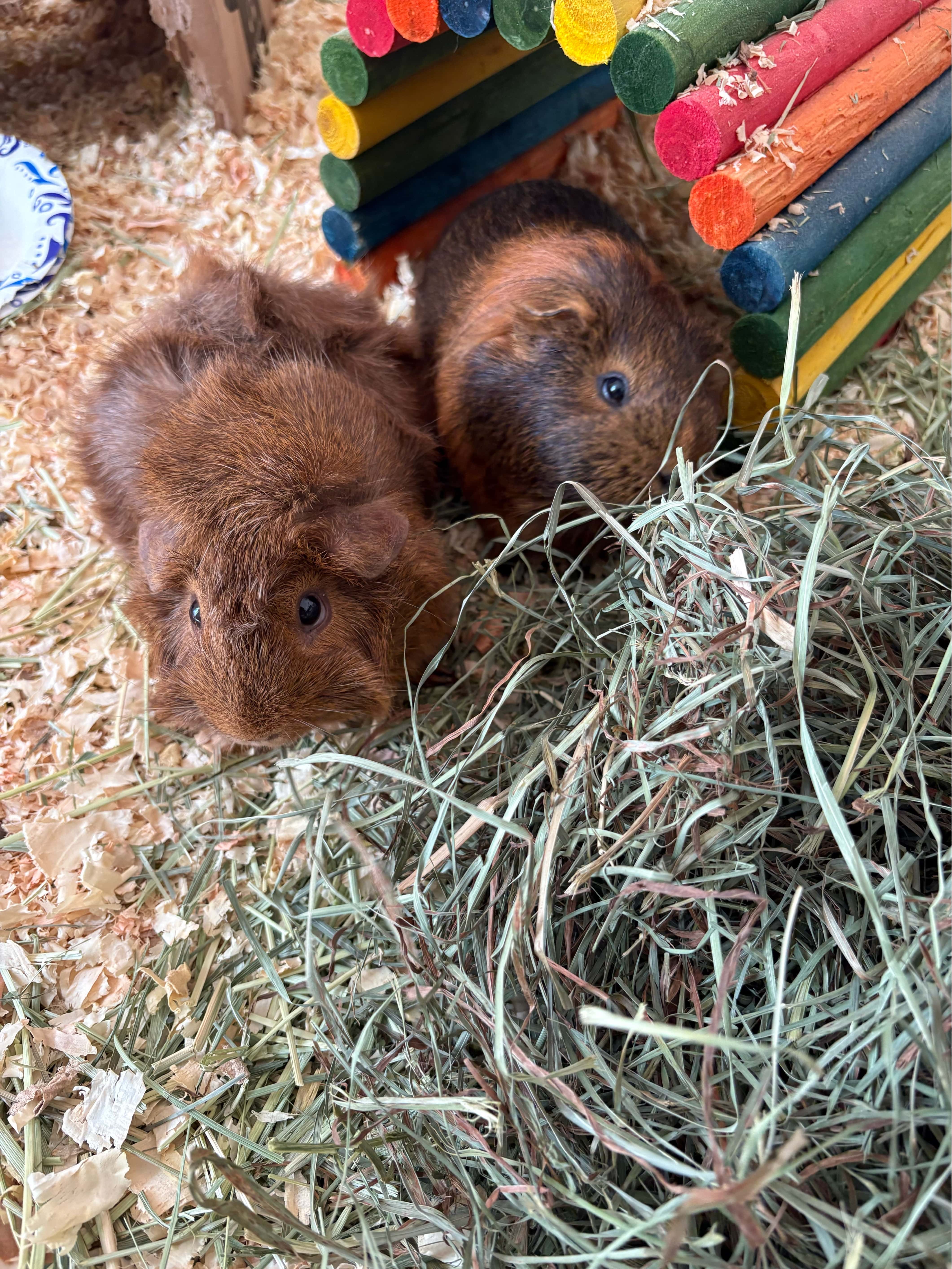 guinea pigs eating fresh timothy hay 