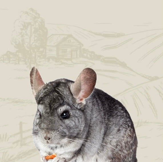 chinchilla sitting in front of field desktop version 