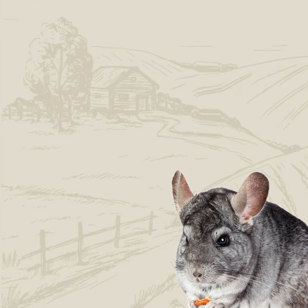 chinchilla sitting in front of field background mobile version 