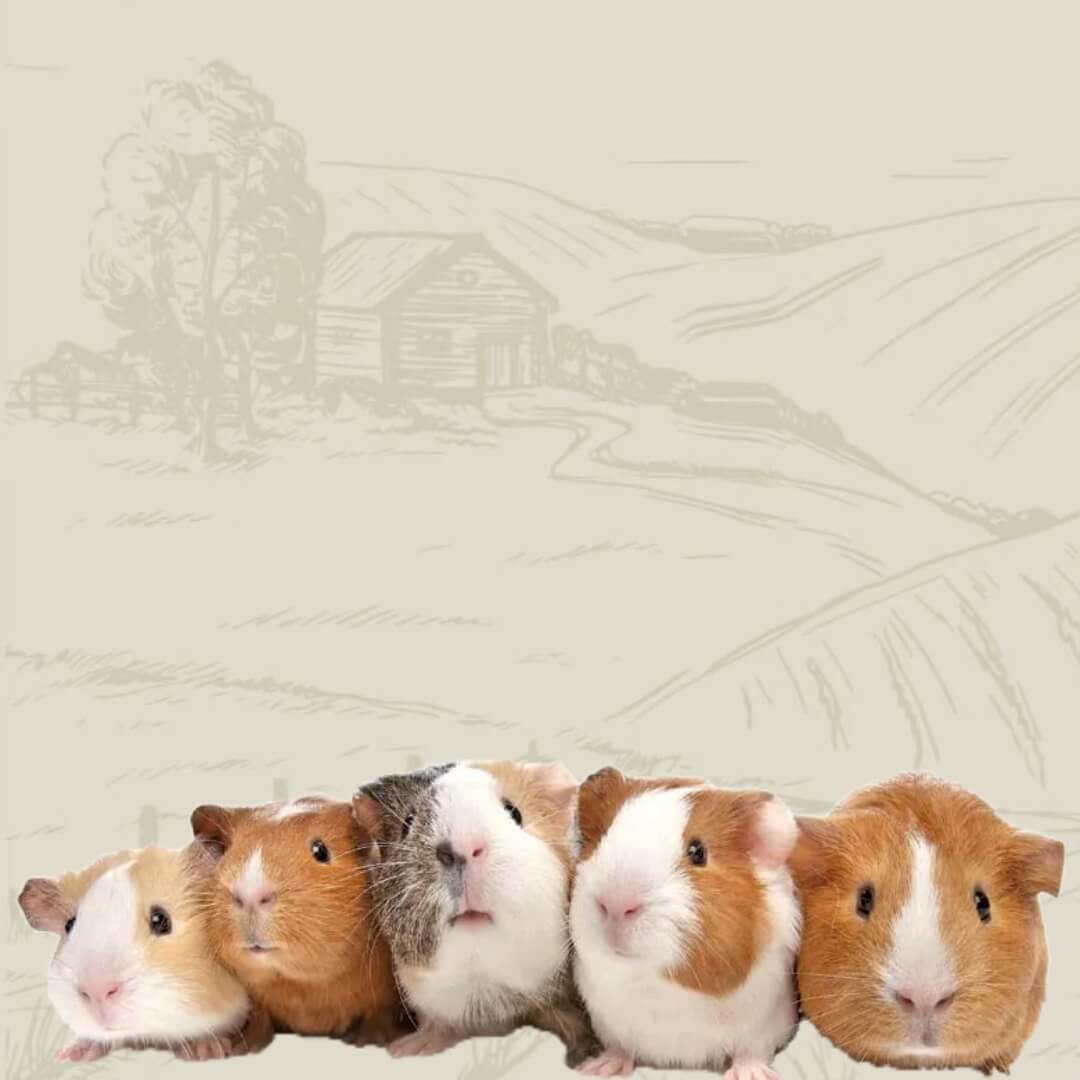 five guinea pigs sitting in front of field background mobile version 