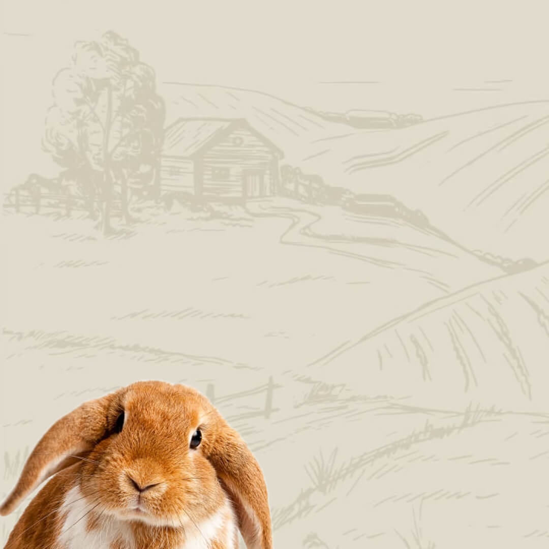 rabbit sitting in front of field background mobile version 
