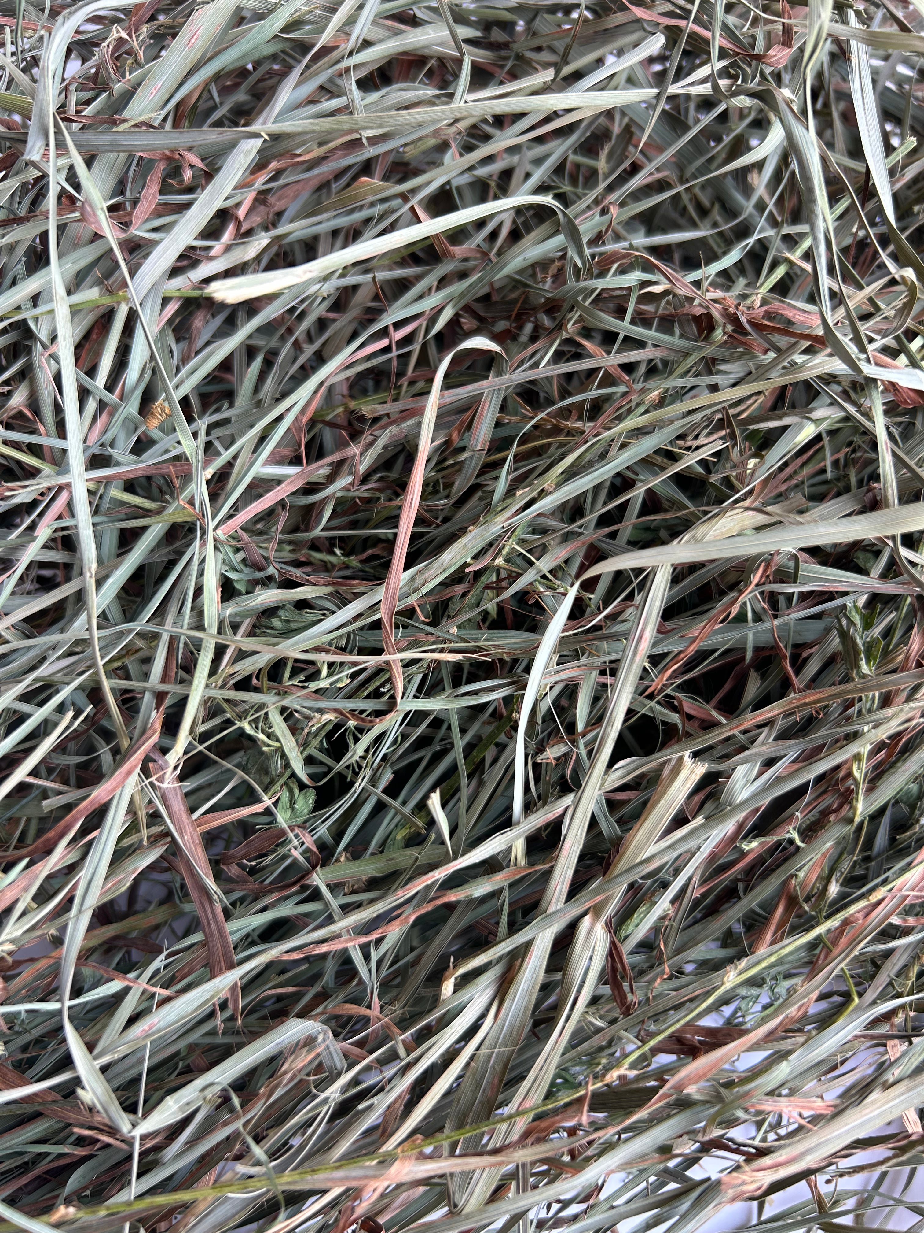 Second Cutting Timothy Hay Blend