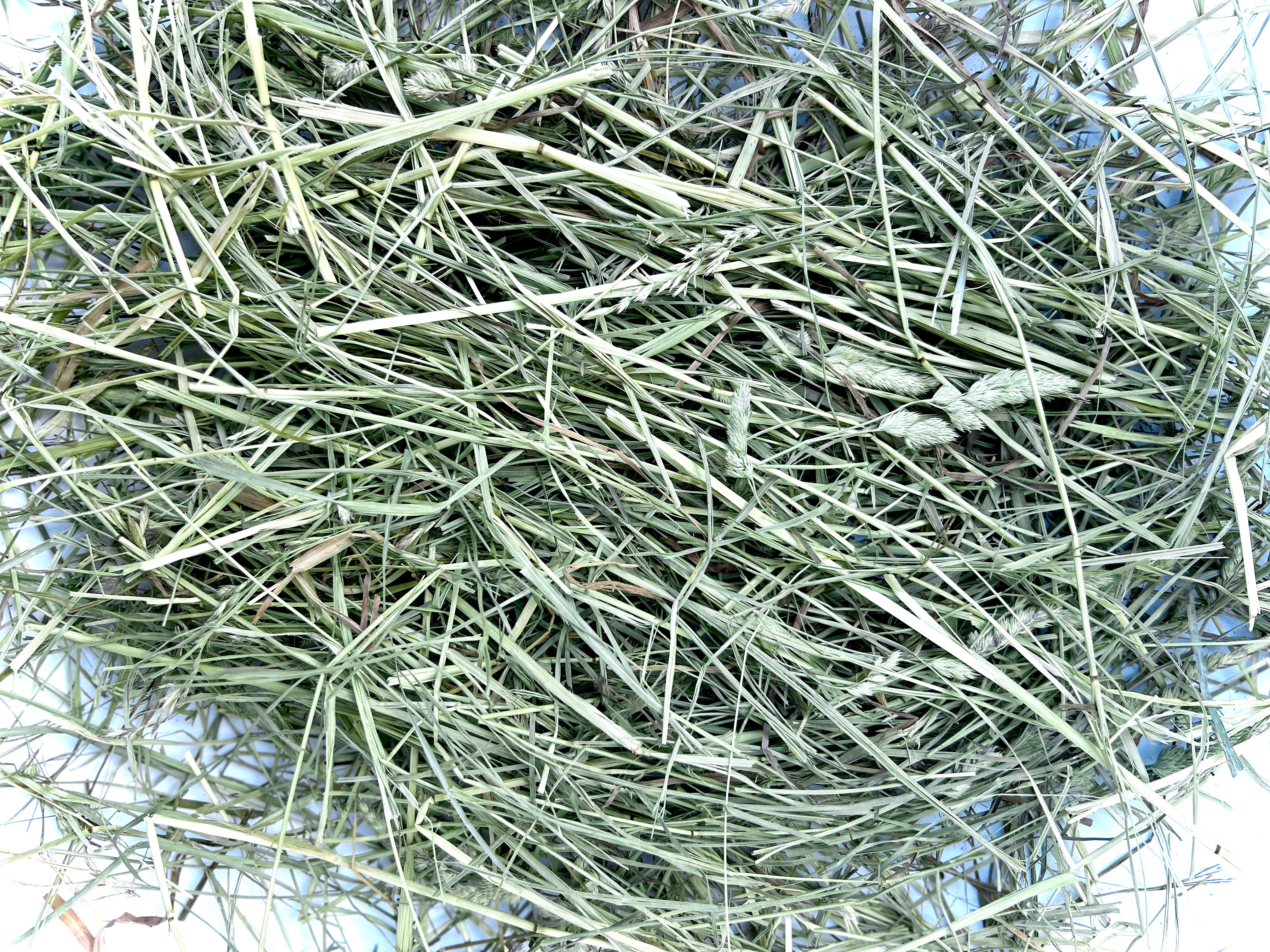 First Cutting Timothy & Orchard Grass Hay (Original Blend)