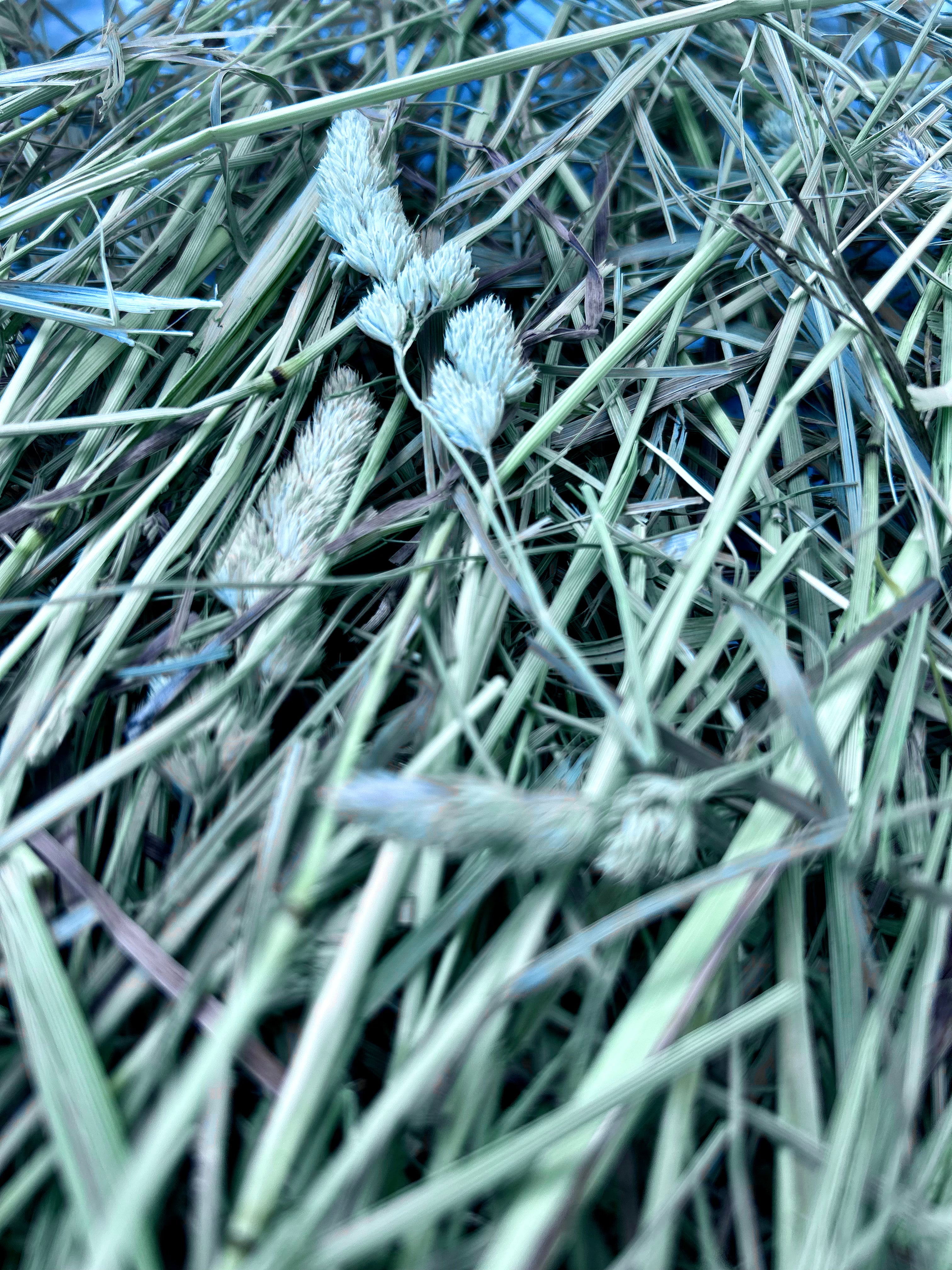 First Cutting Timothy & Orchard Grass Hay (Original Blend)