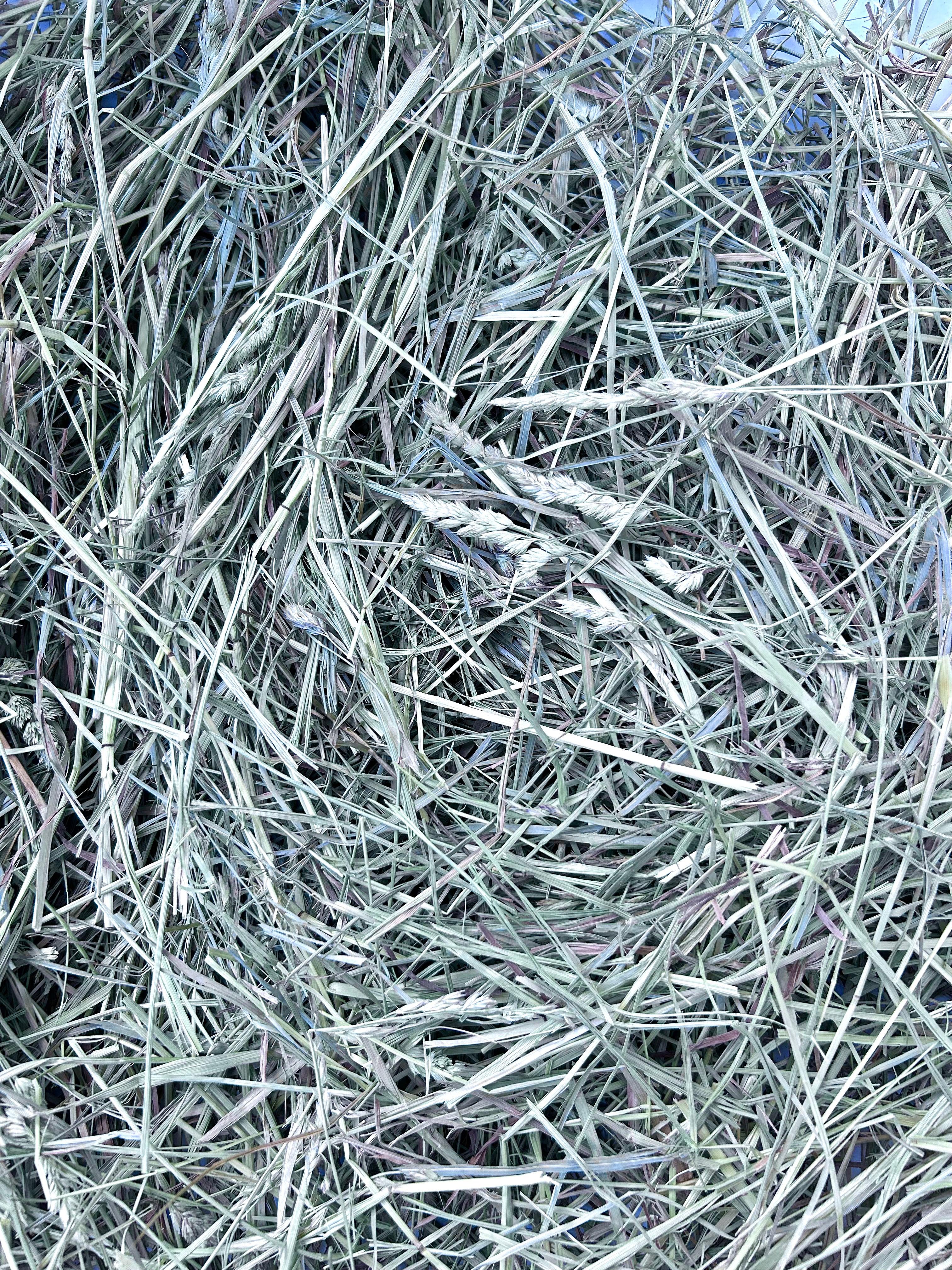 First Cutting Timothy & Orchard Grass Hay (Original Blend)