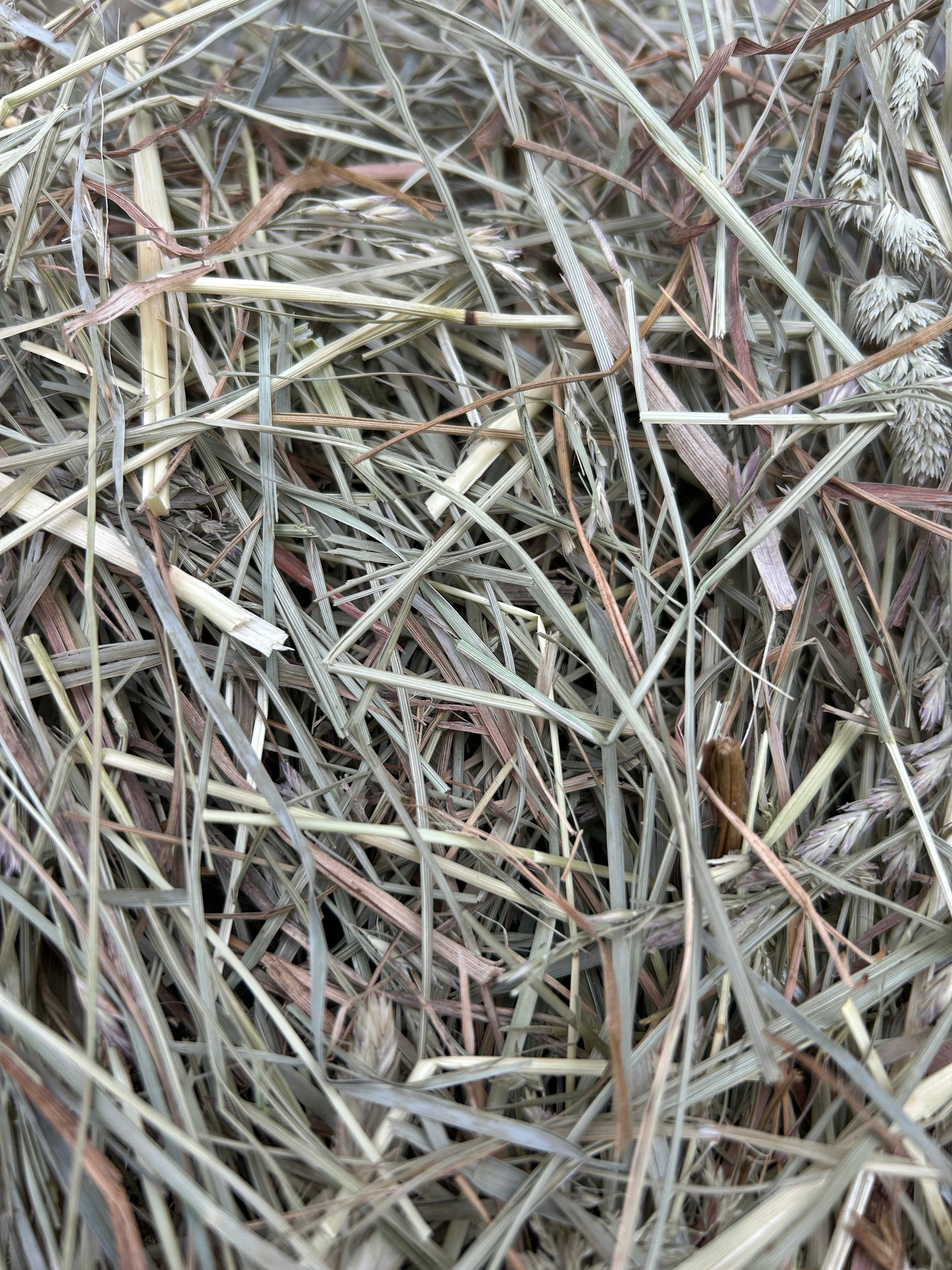 First Cutting Timothy & Orchard Grass Hay (Original Blend)