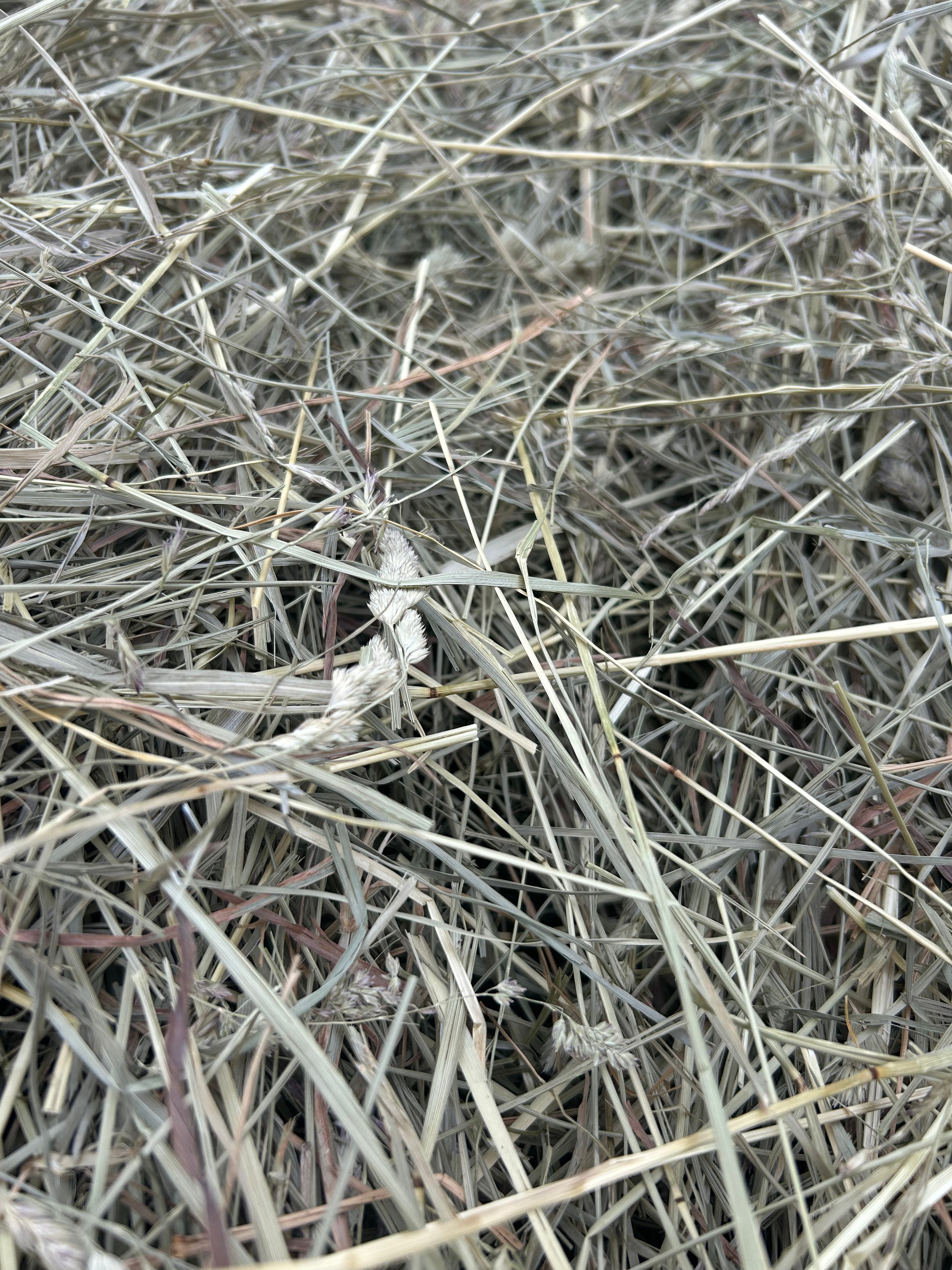 First Cutting Timothy & Orchard Grass Hay (Original Blend)