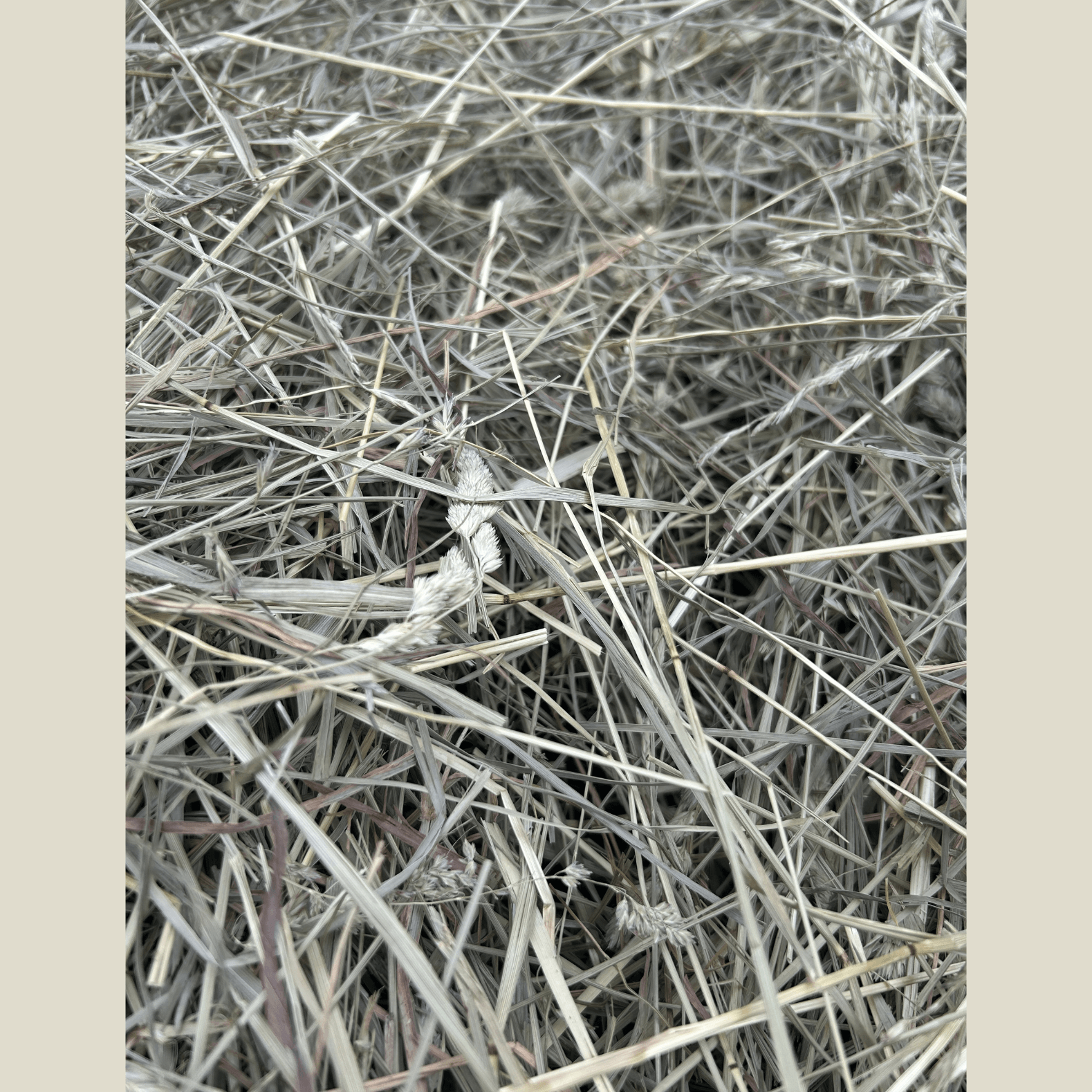 Dry grass hay with a neutral background