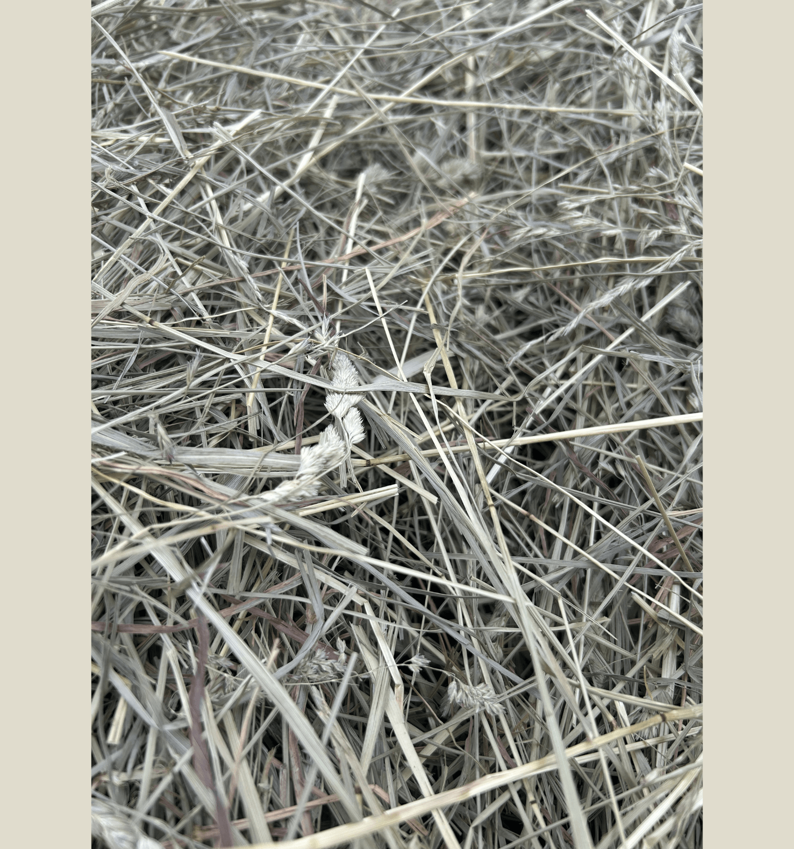 Dry grass hay with a neutral background