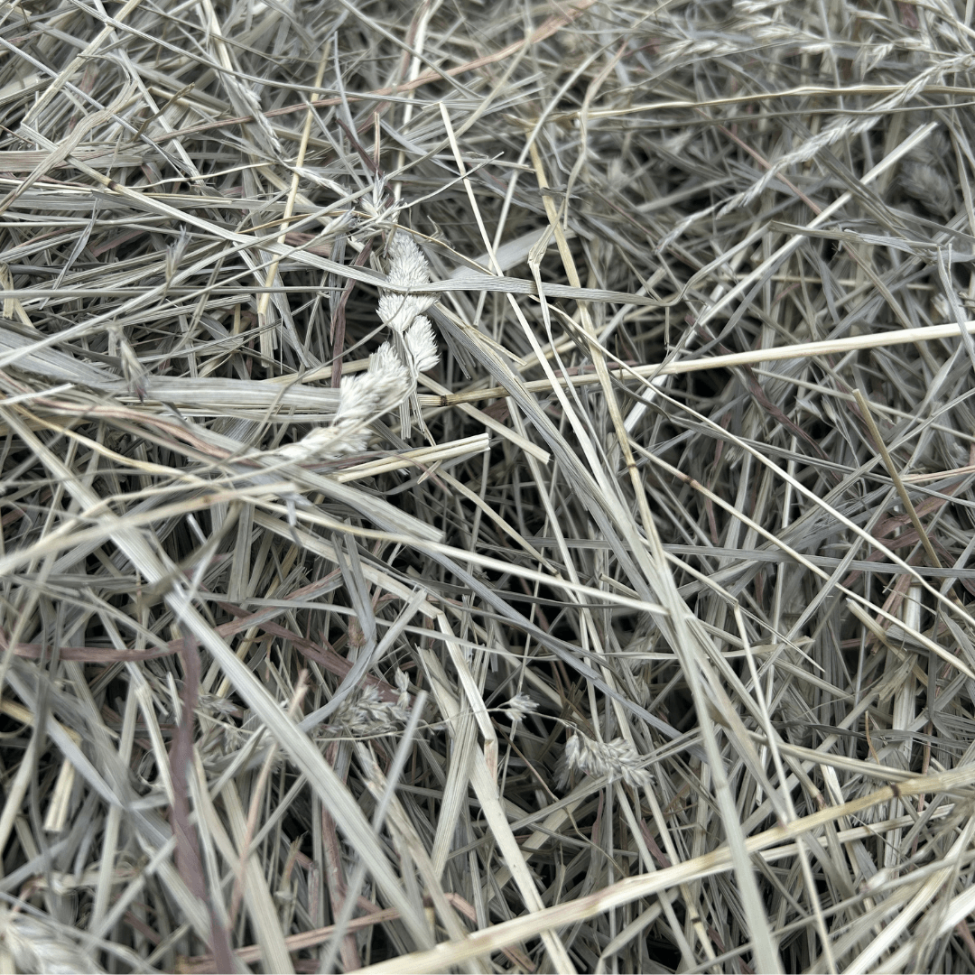 close up view of bell feed company original blend hay 