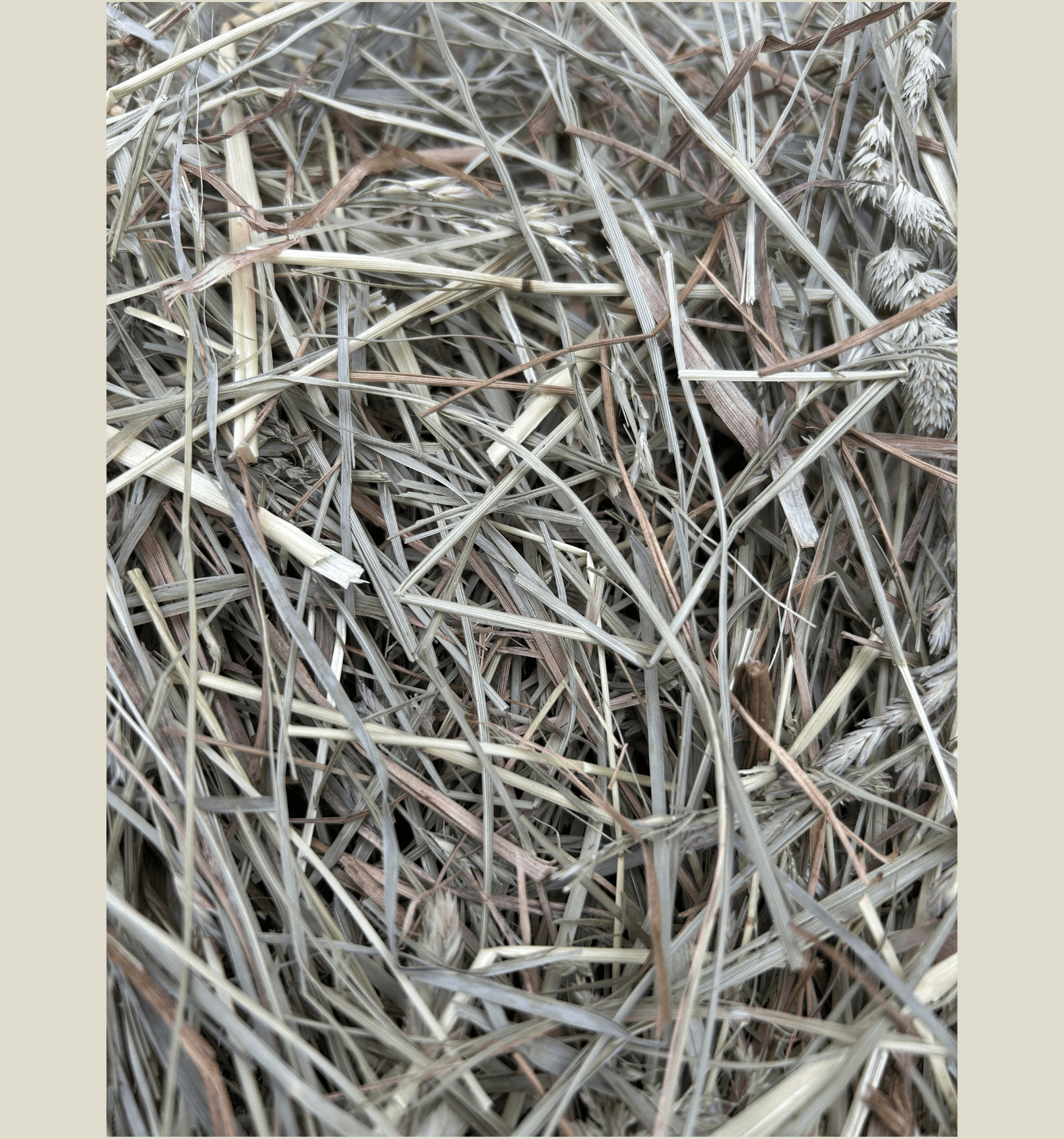 close up dried hay 