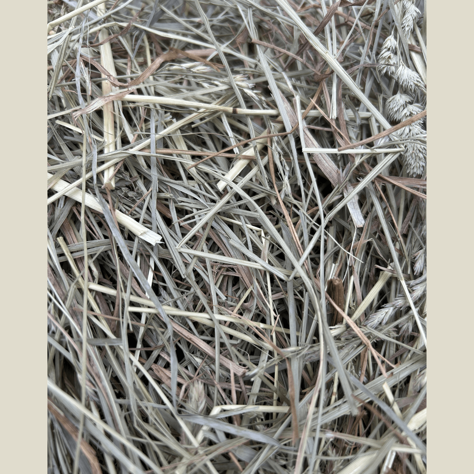 close up dried hay 