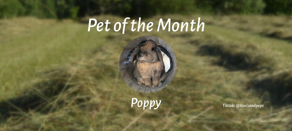 Bell Feed Company Pet of the month 