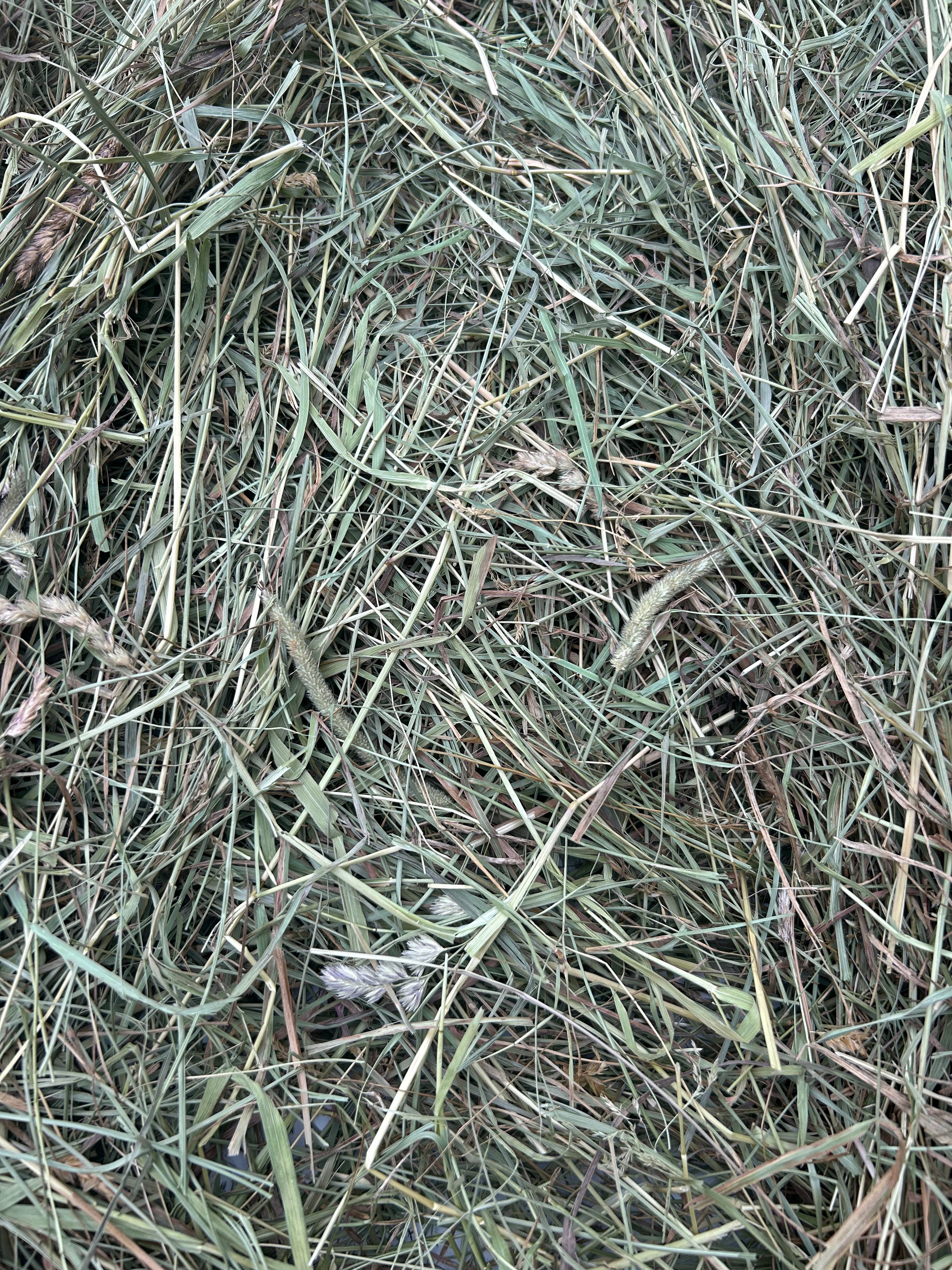 First Cutting Timothy Mix Hay Blend (New Custom Blend)